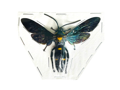 Giant Scoliid Wasp Megascolia procer Male Spread Real Insect Taxidermy