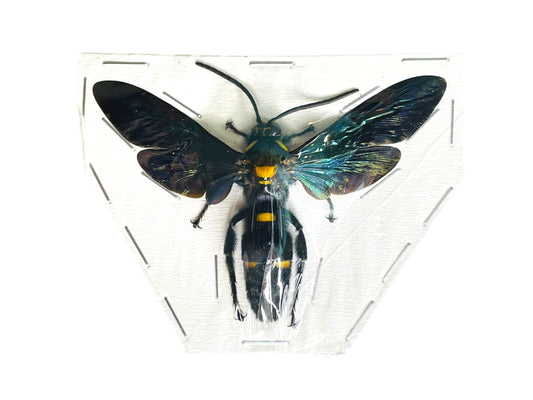 Giant Scoliid Wasp Megascolia procer Male Spread Real Insect Taxidermy