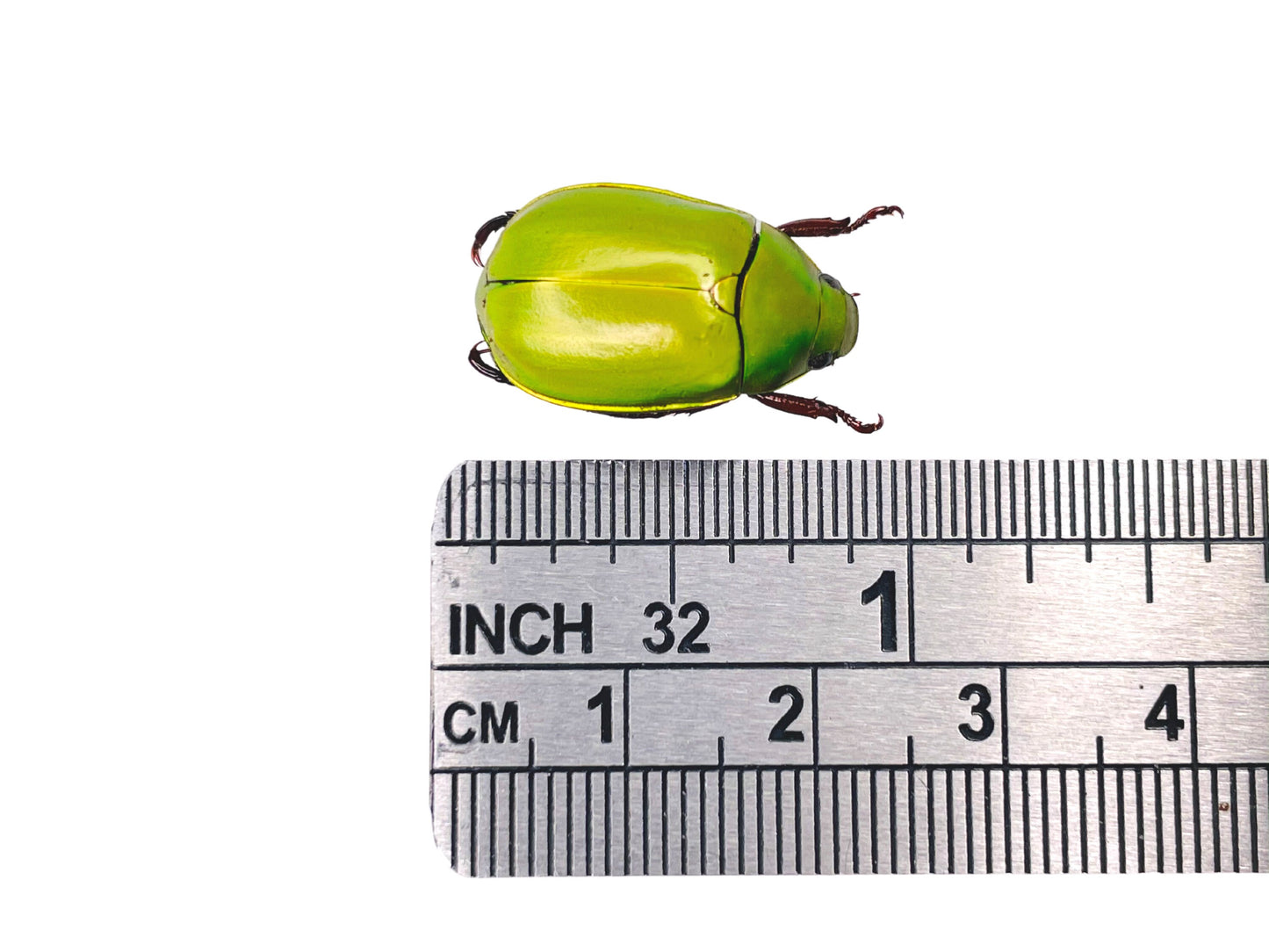 Apple Green Scarab Beetle Anomala dimidiata Real Insect Taxidermy