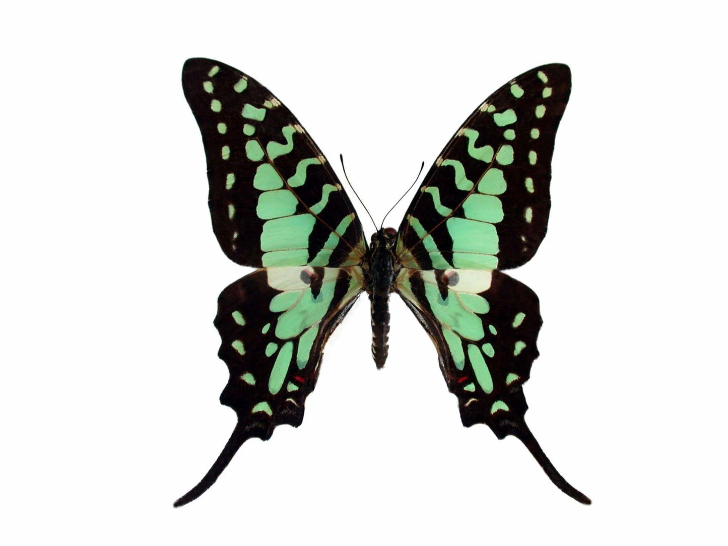 Large Striped Swallowtail Butterfly Graphium antheus Male Folded Real Insect Taxidermy