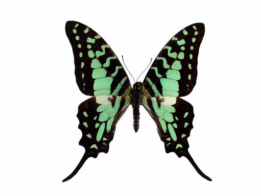 Large Striped Swallowtail Butterfly Graphium antheus Male Folded Real Insect Taxidermy