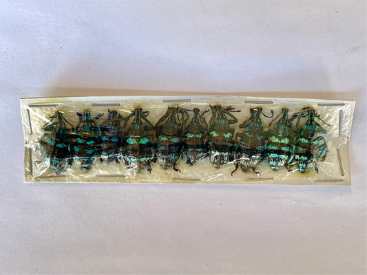 Weevil Beetle Eupholus linnei Unmounted 10 Pack Real Insect Taxidermy