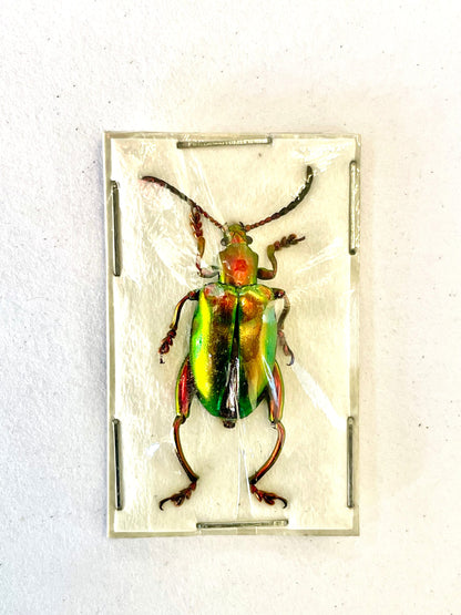 Frog-legged Beetle Sagra laticollis Real Insect Red Green
