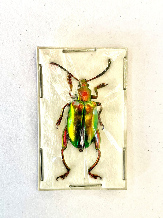 Frog-legged Beetle Sagra laticollis Real Insect Red Green