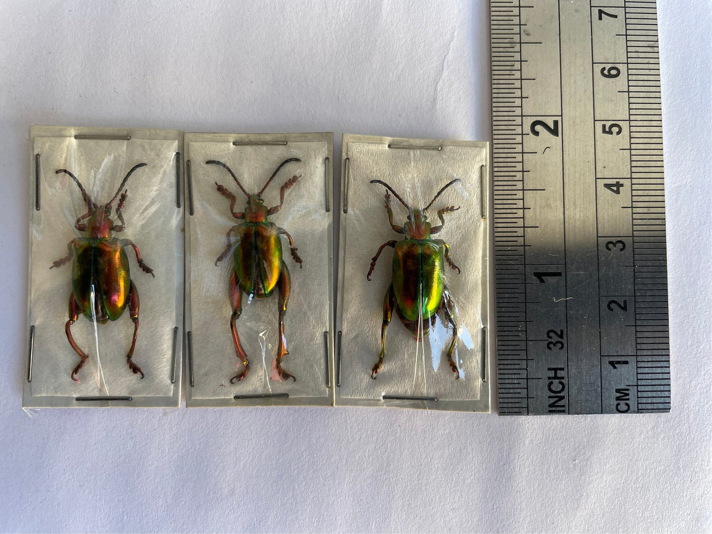 Frog-legged Beetle Sagra laticollis Real Insect Red Green