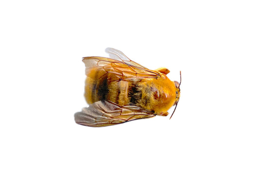 Valley Carpenter Bee Xylocopa varipuncta Male Spread Real Insect Taxidermy