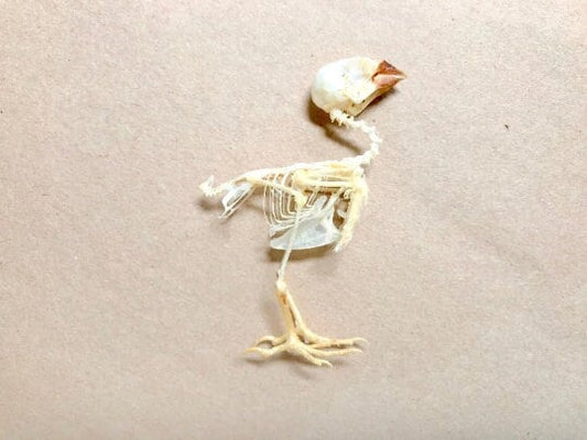 Spice Finch or Spotted Munia Bird Lonchura punctulata Skeleton Real Preserved Taxidermy Bones Skull * A2 Condition *