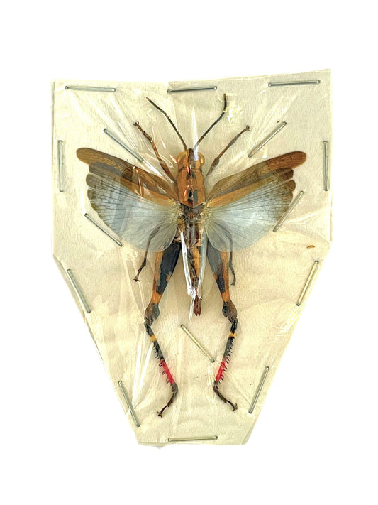 Blue Grasshopper or Locust Traulia azureipennis Spread Real Insect Taxidermy